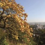 mullerthal © ORTMPSL JM LFT