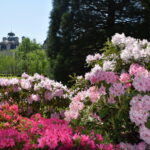 CHâteaudeCheverny-Jardin apprentis – Azalées@CV.